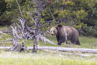 Grizzly Beryl and Cubs May 2025